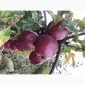 Продам яблоки - фото № 1