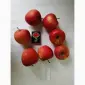 Срочно продам яблоки разных сортов и сок натуральнный от производителя - фото № 1