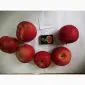 Срочно продам яблоки разных сортов и сок натуральнный от производителя - фото № 4