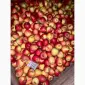 Продажа яблок оптом из холодильника Smart Fresh - фото № 3