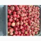Продажа яблок оптом из холодильника Smart Fresh - фото № 1