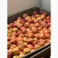 Продажа яблок оптом из холодильника Smart Fresh - фото № 6