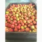 Продажа яблок оптом из холодильника Smart Fresh - фото № 4