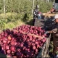 Постійна закупівля яблук калібру 7+ (від 10 тонн) - фото № 1