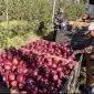 Постійна закупівля яблук калібру 7+ (від 10 тонн) - фото № 1