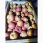 Продам яблука сорту фуджі - фото № 4