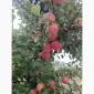 Продам яблука різних сортів - фото № 1