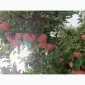 Продам яблука різних сортів - фото № 2