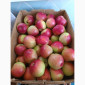 Продам яблука різних сортів - фото № 4