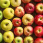 Яблука Купуємо в необмеженій кількості - фото № 1
