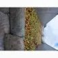 Купую яблука на переробку - фото № 1