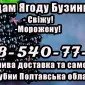 Реализую ягоду бузины - фото № 1