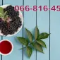 Завод переробник закуповує бузину у будь якій кількості - фото № 1