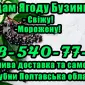 На постійній основі продаю ягоду бузини!Ціна ринкова - фото № 1