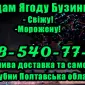 Продаю бузину дрібним та великим оптом - фото № 1