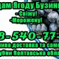 Реалізую бузину свіжу та заморожену! Оптом - фото № 1
