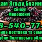 Продаж Бузини на опт! Ціна договірна! Деталі по телефону - фото № 1