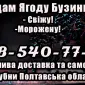 Продам Ягоду Бузини оптом!Сезон 2025 - фото № 1