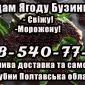 Продам Свіжу Ягоду бузини!!!Великим та малим оптом!Сезон 2025 - фото № 1