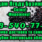 Продаж ягода бузини оптом - фото № 1