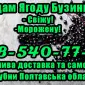 Реалізуємо оптом ягоду бузини - фото № 1