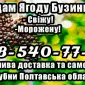 Предприятие реализует ягоду бузины!Высокое качество - фото № 1