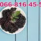 Закуповуємо бузину на Бочку та для заморозки - фото № 1