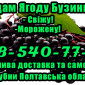 Пропонується ягода бузини! Опт! Гнучкий розрахунок - фото № 1