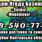Продам бузину крупным и мелким оптом!Цена договорная - фото № 1