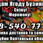 Продаж свіжої та замороженої ягоди бузини від підприємства - фото № 1