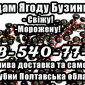 Продаж високоякісної ягоди бузини від підприємства - фото № 1