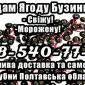 Предприятие заготовитель реализует высококачественную ягоду бузины - фото № 1