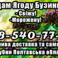 Продажа высококачественной ягоды бузины 2025 года - фото № 1