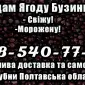 Підприємство продає гуртом ягоду бузини! Деталі за телефоном!Умови Договірні - фото № 1