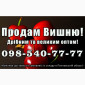Продам вишню за договірною ціною на постійній основі - фото № 1