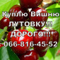 На постійній основі закуповую вишню від населення та оптом - фото № 1