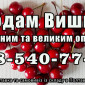 Реализую вишню - фото № 1