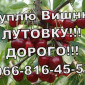 Закуповую вишню оптом!Високі ціни! Великим і дрібним оптом - фото № 1