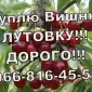 Закуповую вишню оптом!Високі ціни! Великим і дрібним оптом - фото № 1