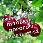 Куплю вишню у будь яких обсягах - фото № 1