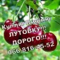 Куплю вишню у будь яких обсягах - фото № 1