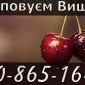 Заготівля вишні 2025!!!Високі ціни - фото № 1