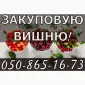 Куплю вишню!ДОРОГО!Будь який обсяг - фото № 1