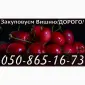 Куплю вишню за найвысшими ценами в области - фото № 1