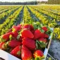 Полуниця Клері на експорт та переробку | Купити полуницю гуртом 2025 | Від 3 тонн - фото № 1