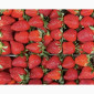 Свіжа клубніка на продаж - фото № 1