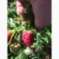 Продам готовий бізнес. Плантація малини 2га - фото № 3