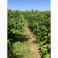 Продам готовий бізнес. Плантація малини 2га - фото № 4