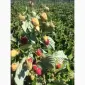 Продам готовий бізнес. Плантація малини 2га - фото № 5