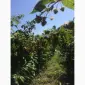 Продам готовий бізнес. Плантація малини 2га - фото № 6